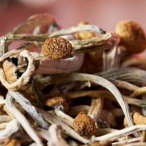 Home buy magic mushrooms malaysia