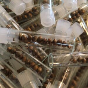 buy marijuana seeds malaysia